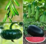 ১২ মাসী হাইব্রিড কুমড়া বীজ - Image 2