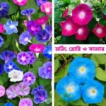 ১২ প্রকার উন্নত ফুলের বীজ