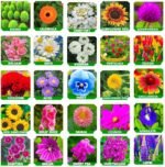 প্রিমিয়াম গোলাপ ফুলের বীজ - Image 2