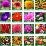 প্রিমিয়াম গোলাপ ফুলের বীজ - Image 3