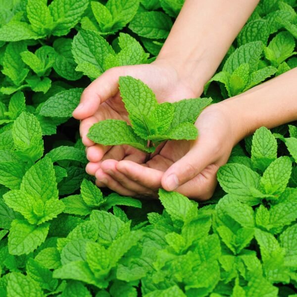 পুদিনা বীজ