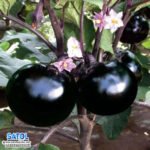 তাল বেগুন বীজ