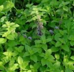 ব্ল্যাক টমেটো বীজ - Image 2