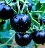 ব্ল্যাক টমেটো বীজ