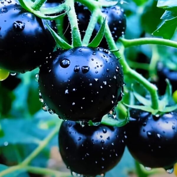 ব্ল্যাক টমেটো বীজ