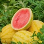 ১২ মাসী হাইব্রিড কুমড়া বীজ - Image 3