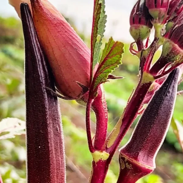 চায়না লাল ঢেঁড়স বীজ