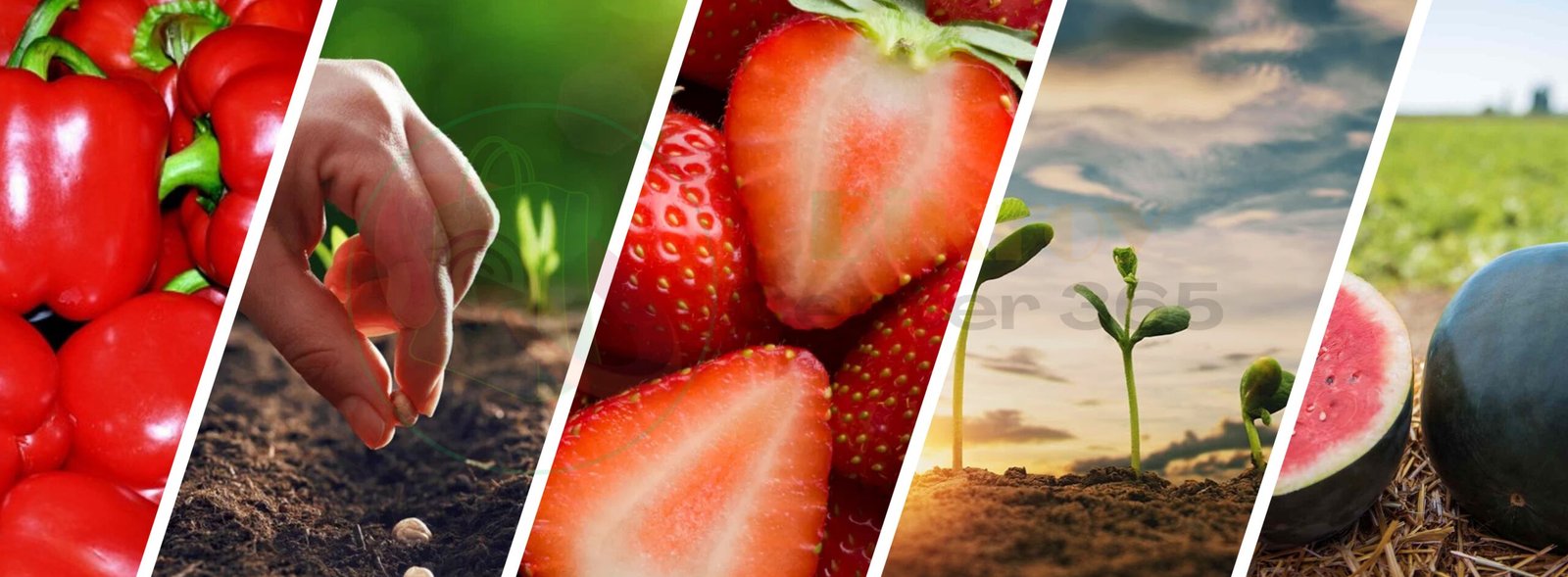 website display 2.jpg