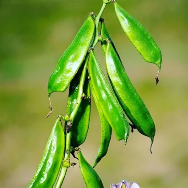 কেরালা শিম বীজ