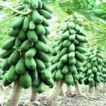 হাইব্রিড পেঁপে বীজ - Image 3