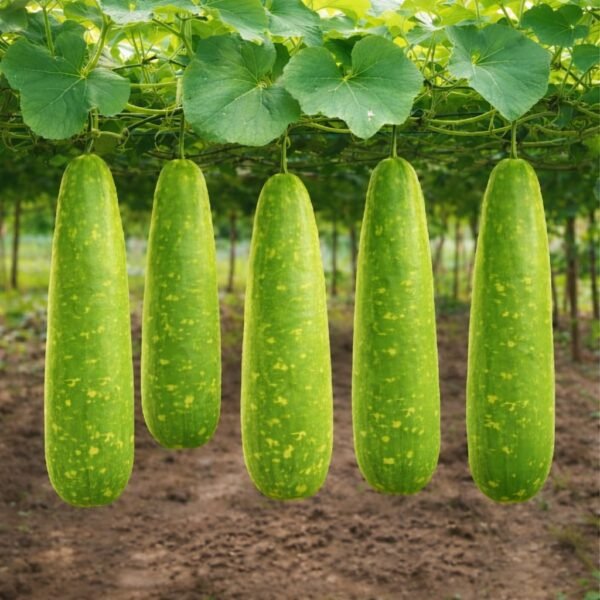 হাজারী লাউ এর বীজ